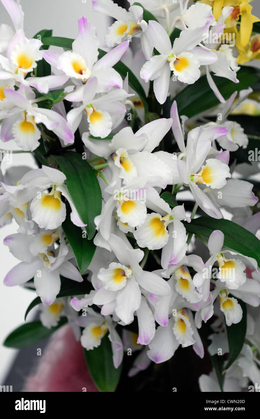 Dendrobium nobile hybride d'orchidée blanche exotique tropical close-up flore fleurs fleur tendre couleur couleur Banque D'Images Dendrobium nobile hybride d'orchidée blanche exotique tropical close-up flore fleurs fleur tendre couleur couleur Banque D'Images