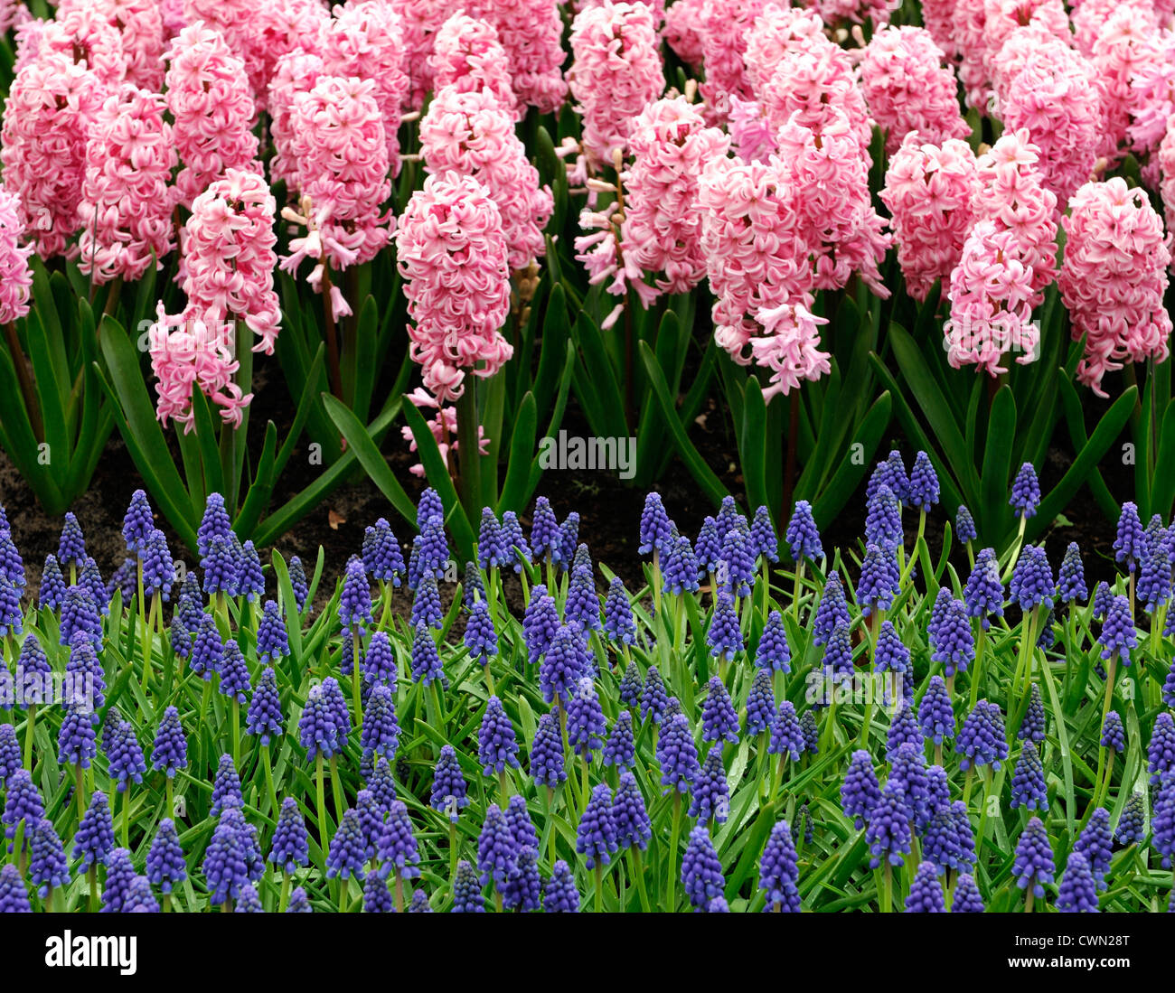 Hyacinthus orientalis jacinthe Muscari armeniacum fondantes bleu violet rose fleurs mixtes mélanger bulbes de printemps plantation des plantes Banque D'Images