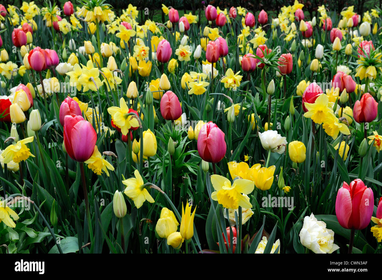 Frontière lit mélangé en fleurs de printemps jaune rose blanc ampoules couleur couleur mélange de plantation mixte combinaison combo régime d'affichage Banque D'Images