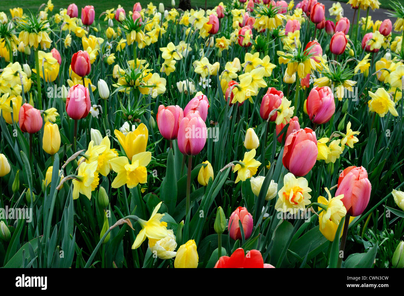 Frontière lit mélangé en fleurs de printemps jaune rose blanc ampoules couleur couleur mélange de plantation mixte combinaison combo régime d'affichage Banque D'Images