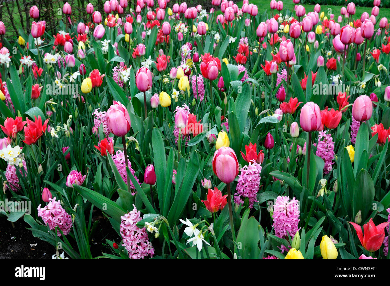 Frontière lit mélangé en fleurs de printemps jaune rouge rose blanc ampoules couleur couleur mélange plantation mixte combinaison combo système d'affichage Banque D'Images