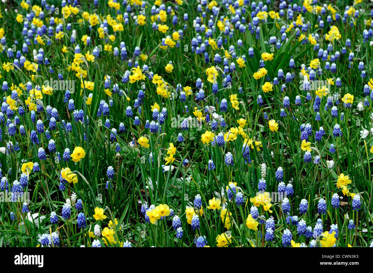 Triteleia hyacinthina Muscari mount hood narcissus Anemone blanda splendeur blanche sundial bed mixte printemps bulbes en fleurs à la frontière Banque D'Images