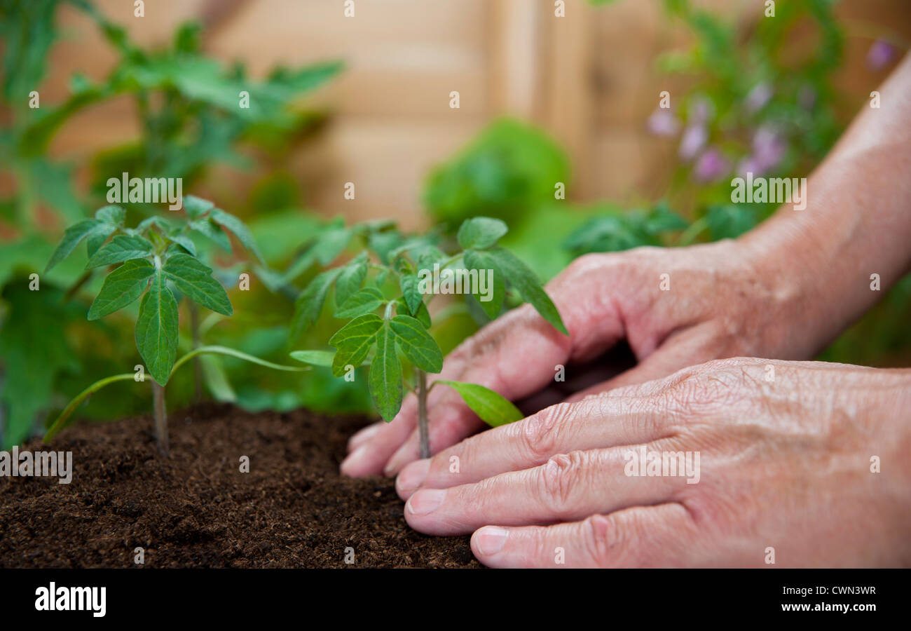 Close-up de la plantation de jeunes plants de tomates dans une rangée Banque D'Images