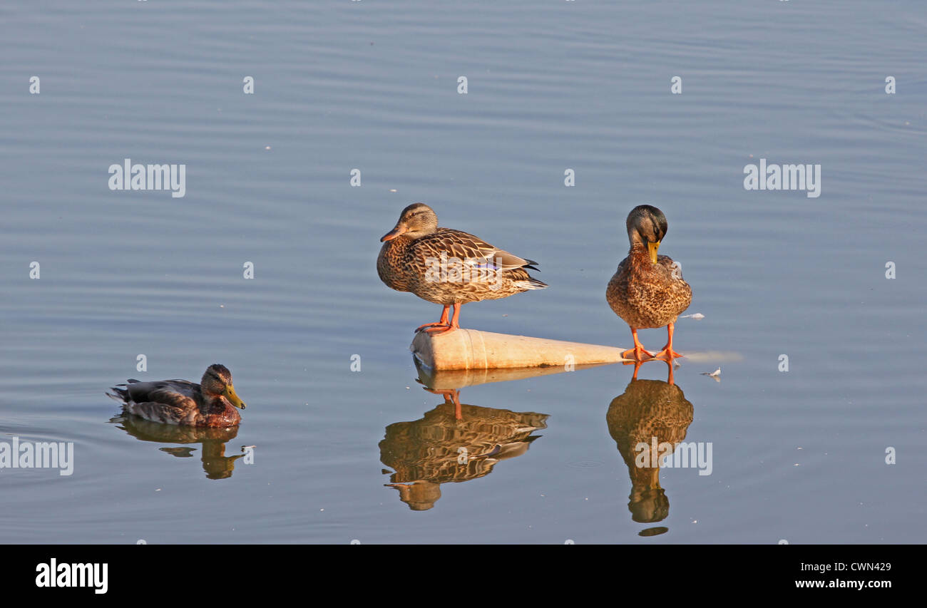 Trois canards colvert sur un étang. Banque D'Images
