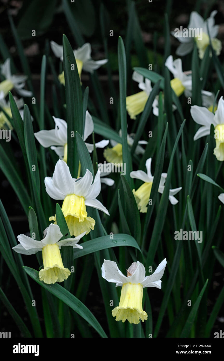 Narcissus cyclamineus février argent blanc jaune jonquille printemps floraison lampe lit fleurs fleur Banque D'Images