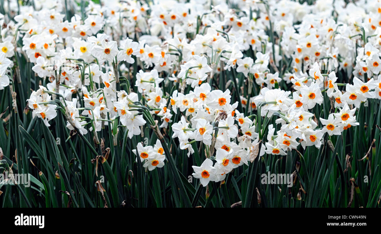 narcisse plantes fleurs blanches fleurs fleurs fleurs bulbes parfum  printemps Jonquilles à fleurs Photo Stock - Alamy