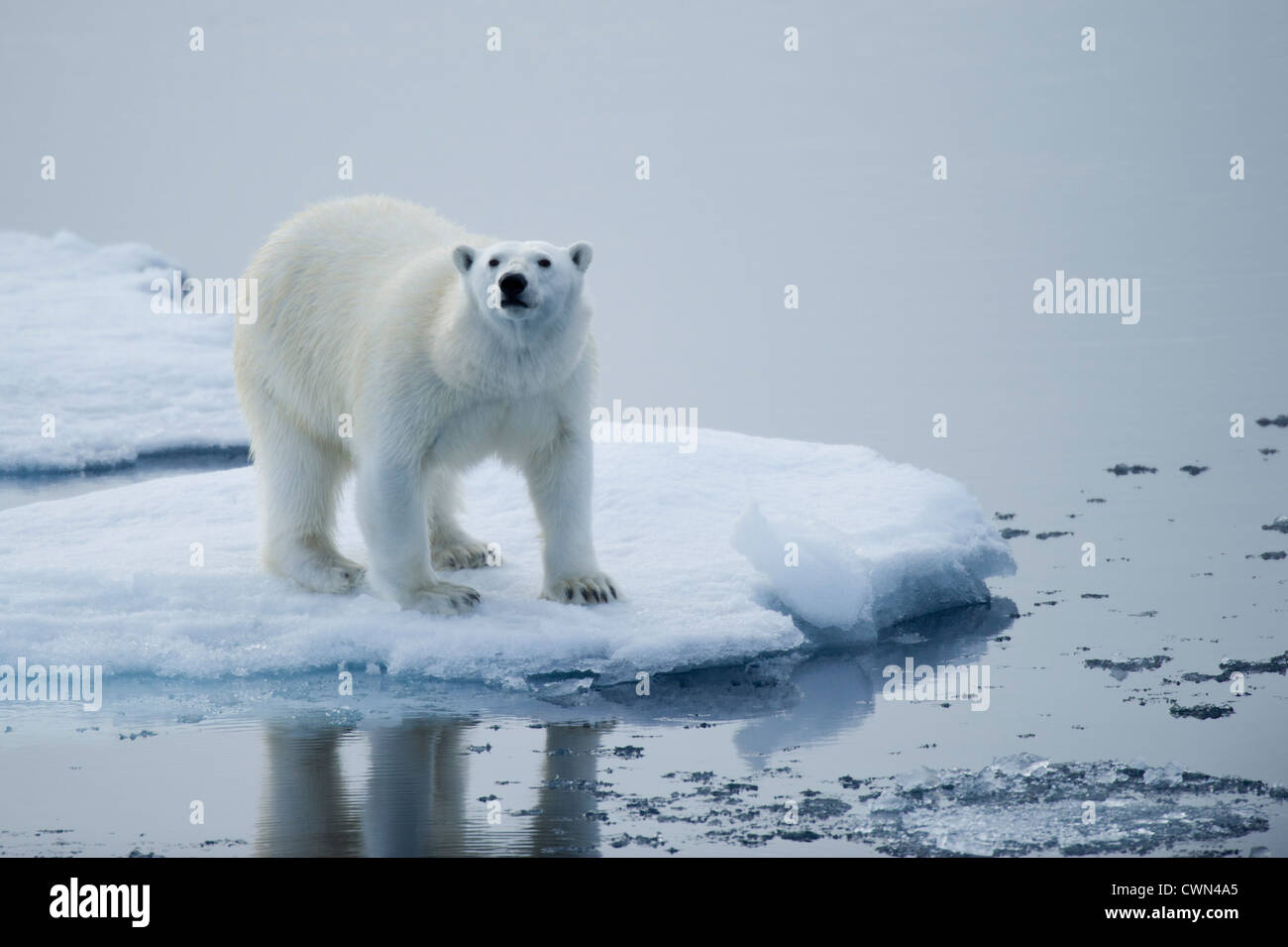 L'ours blanc, Ursus maritimus, sur la glace de mer au nord de Monte Carlo, Banque D'Images