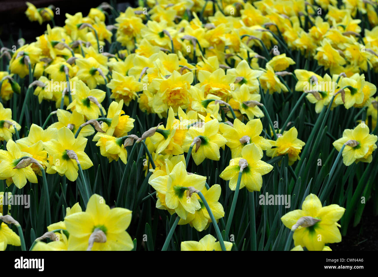 Narcissus dick wilden double jaune fleurs jonquille jonquilles narcisses  bulbes à fleurs de printemps fleur doublure ligne dérive Photo Stock - Alamy