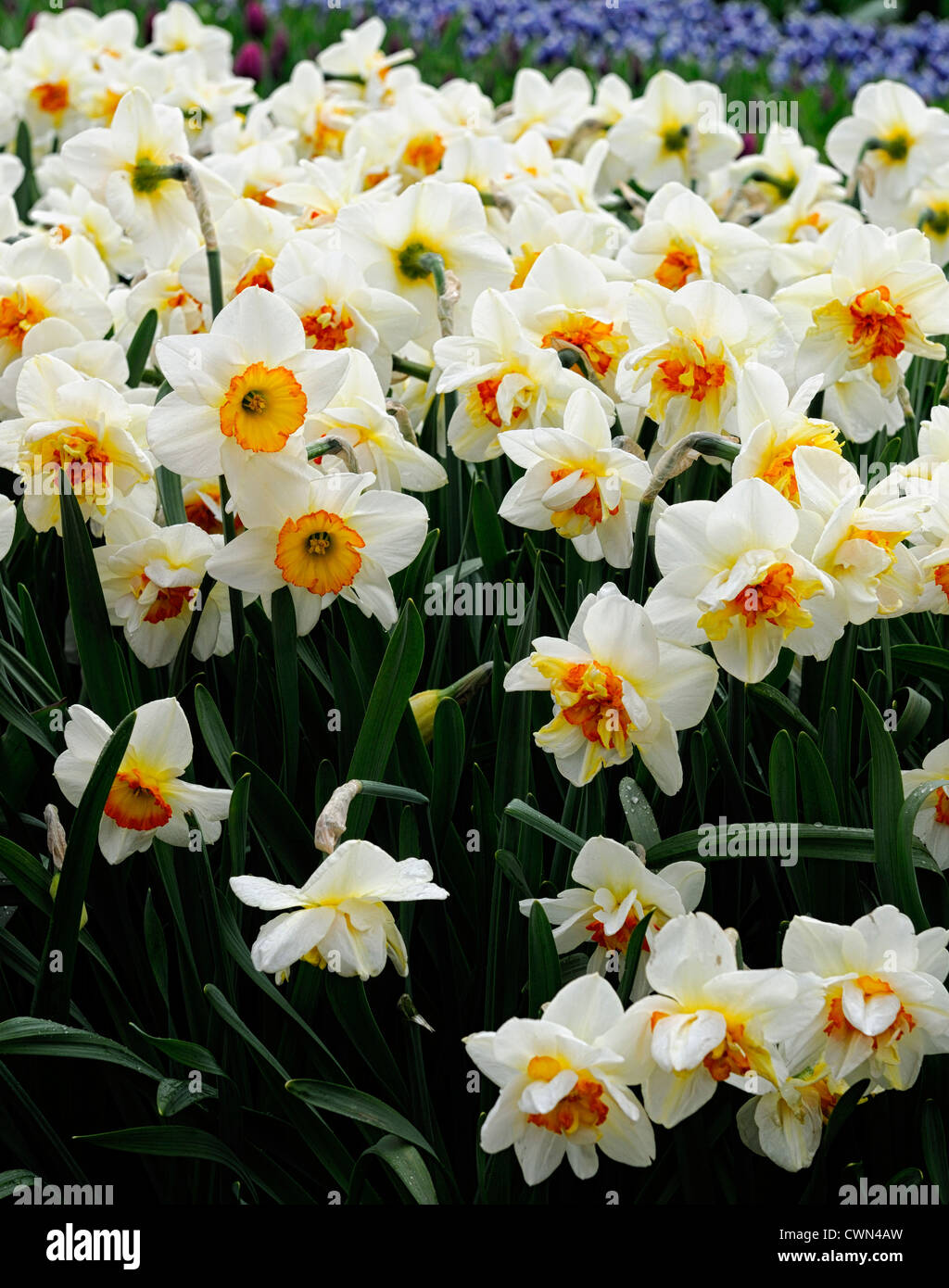 Fleurs de narcisses drift jaune orange blanc double fleurs jonquille  jonquilles narcisses bulbes à fleurs de printemps fleur Photo Stock - Alamy