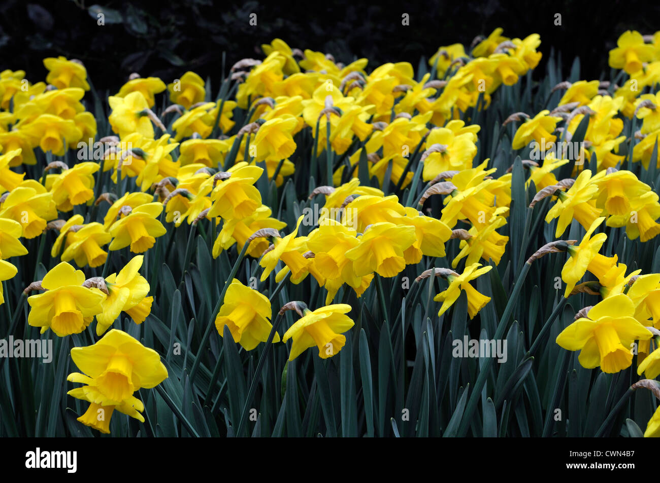 Or narcisse jonquille trompette jaune doigt narcisses jonquilles printemps  fleurs bulbes à fleurs fleur Photo Stock - Alamy