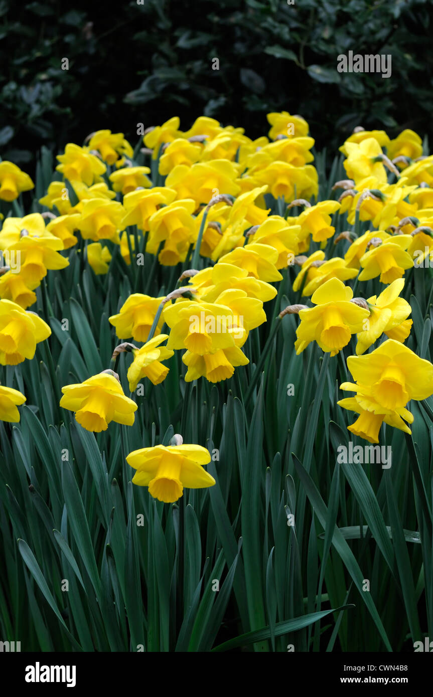 Or narcisse jonquille trompette jaune doigt narcisses jonquilles printemps  fleurs bulbes à fleurs fleur Photo Stock - Alamy