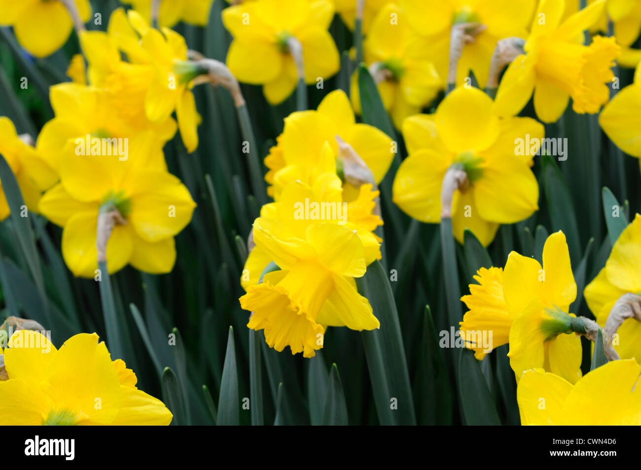 Narcisse trompette jaune jonquille primeur narcisses bulbes Fleurs jonquilles printemps fleur fleurs point sélective Banque D'Images