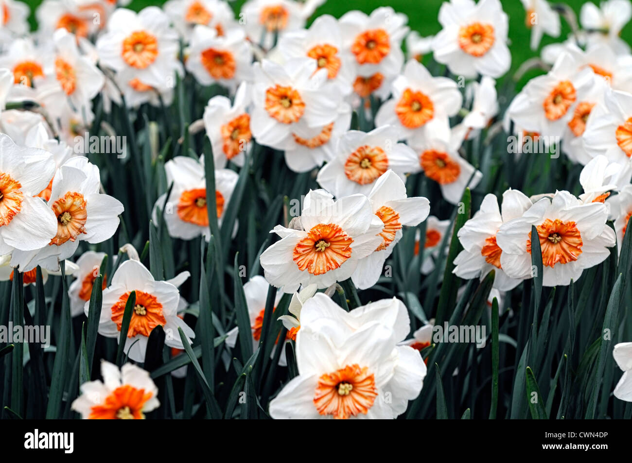 Le professeur narcisse jonquille einstein blanc orange grandes fleurs en coupe jonquilles narcisses bulbes printemps selective focus flowerin Banque D'Images