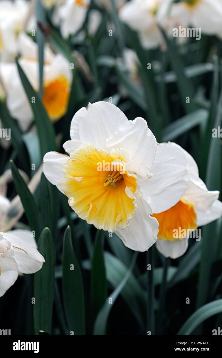 Soestdijk narcisse jonquille blanc orange grandes fleurs en coupe jonquilles narcisses bulbes à fleurs de printemps selective focus bloom Banque D'Images