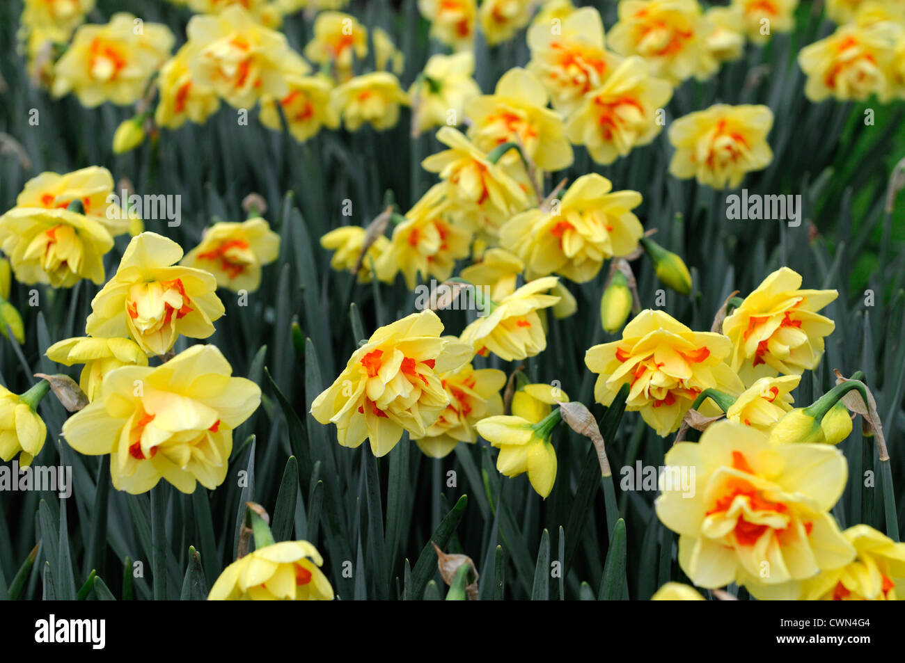 Narcisse tahiti orange jaune pétales portraits de plantes fleurs narcisses  jonquilles printemps bulbes à fleurs fleurissent au point sélective Photo  Stock - Alamy