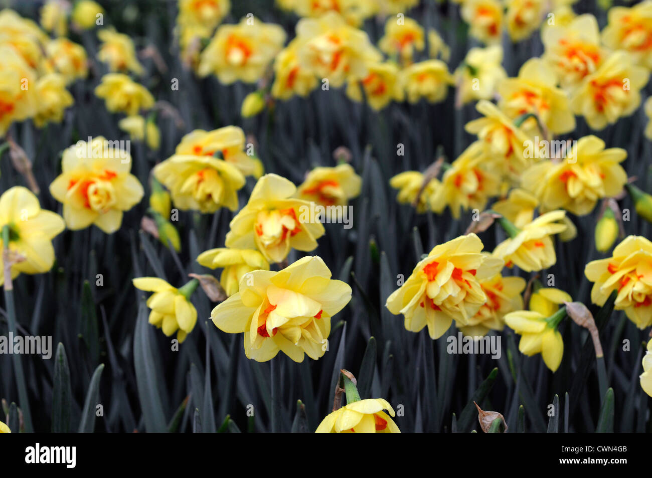 Narcisse Tahiti Orange Jaune Pétales Portraits De Plantes