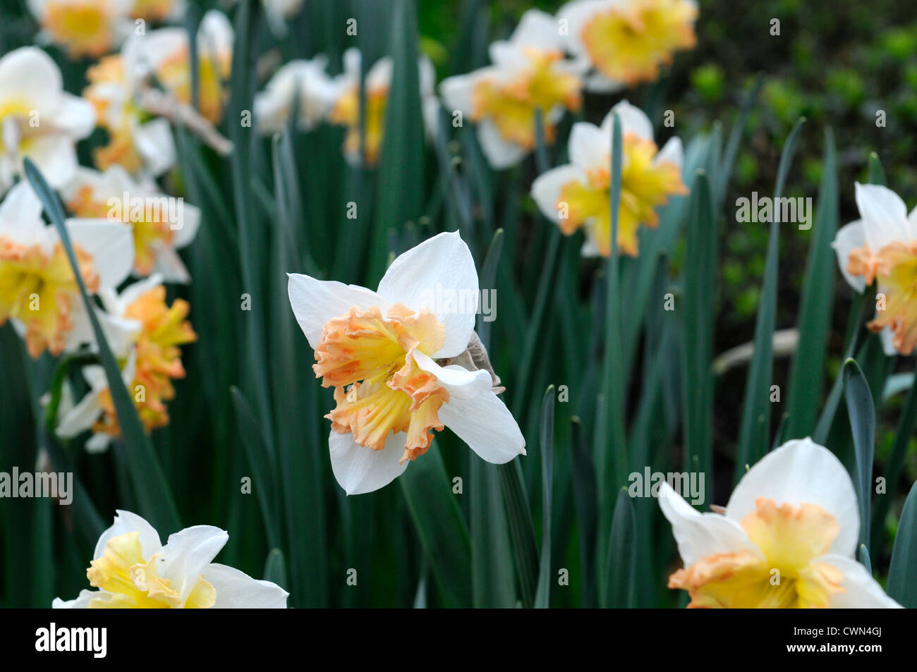 Narcisse taureau orange blanc portraits de plantes fleurs pétales printemps narcisses jonquilles bulbes à fleurs fleurissent au point sélective Banque D'Images
