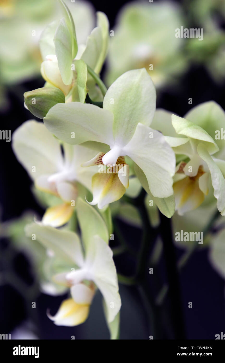 Hybrides de Phalaenopsis orchidée papillon vert clair closeup portrait portraits de plantes tropicales plantes fleurs pétales Banque D'Images