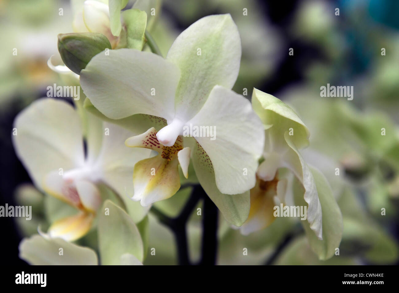 Hybrides de Phalaenopsis orchidée papillon vert clair closeup portrait portraits de plantes tropicales plantes fleurs pétales Banque D'Images