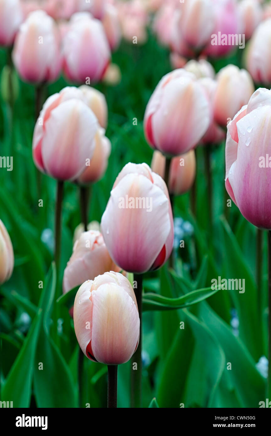 Tulipa key Largo seul tard tulip rose saumon fleurs jardin fleurs de printemps fleur double couleur couleur Banque D'Images