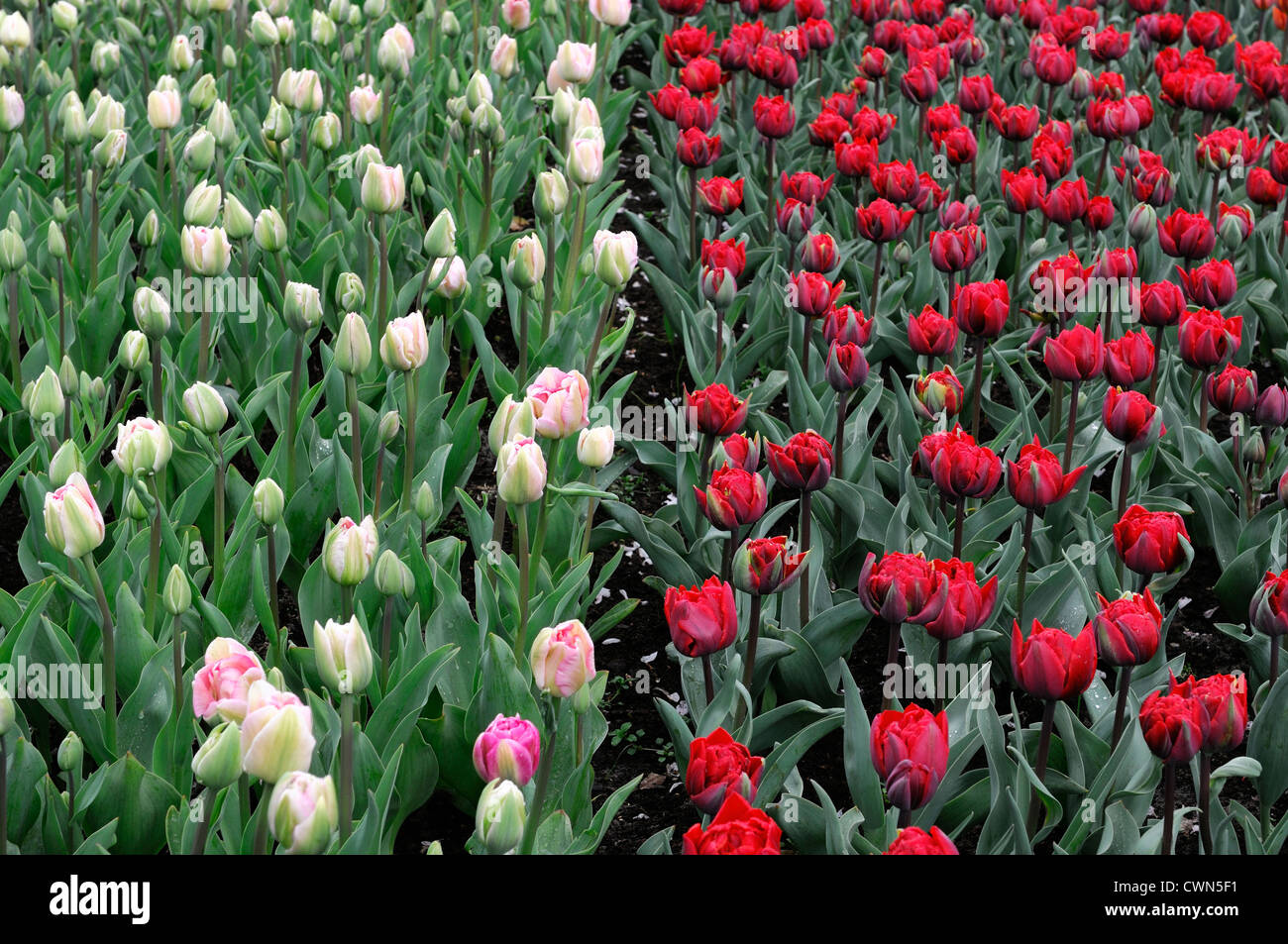 Tulipa angélique fin double blanc rose princesse rouge fleurs tulipes fleur fleurs printemps affichage couleur ampoule couleur lit Banque D'Images