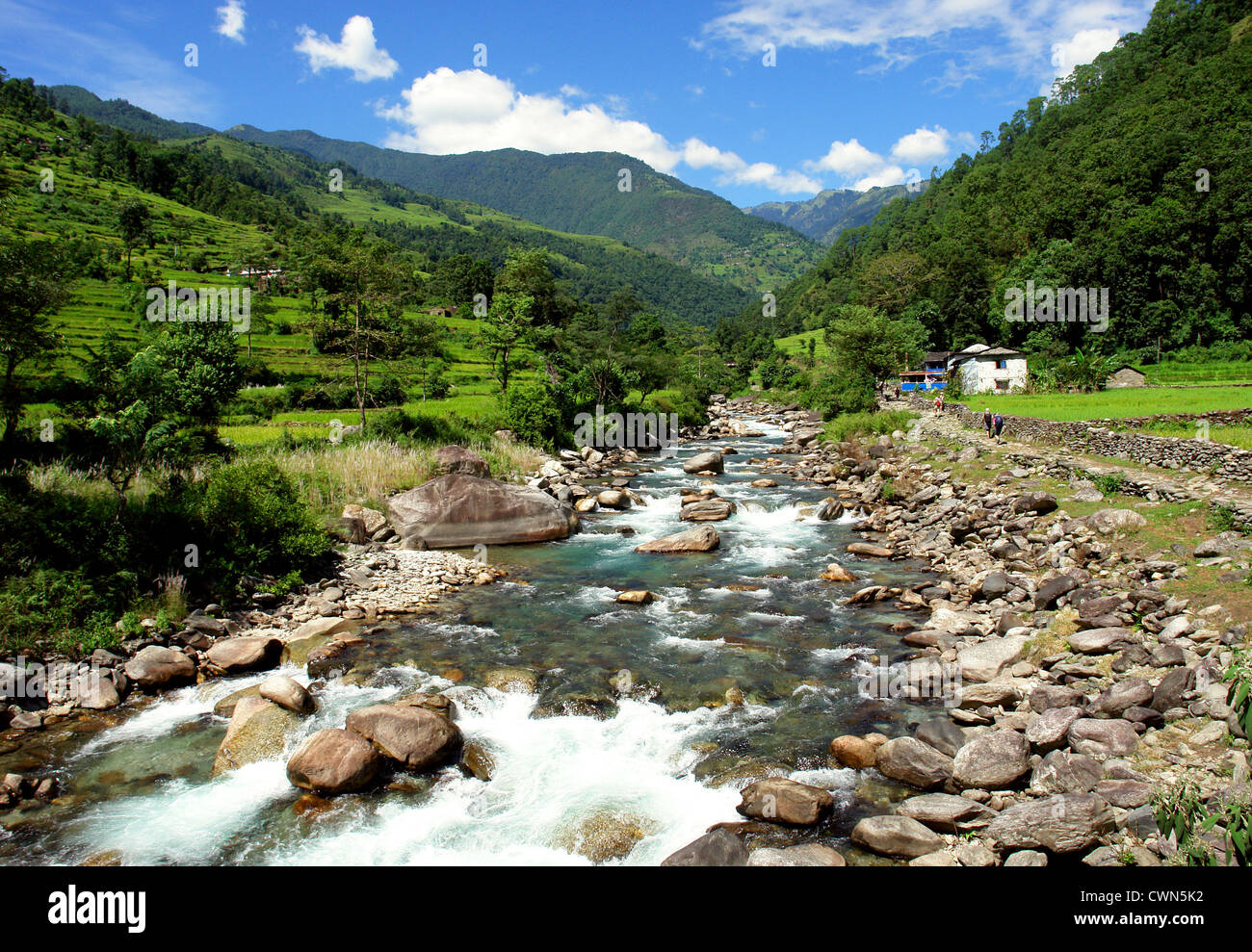 Champs de riz vert et la rivière de montagne, paysage de trek Camp de base de l'Annapurna au Népal Banque D'Images