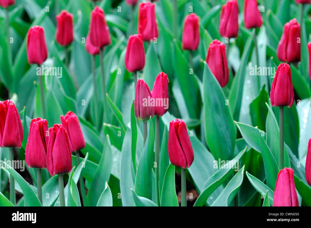 Tulipa Ruby Prince seul début tulipe rose fleur fleurs printemps affichage fleur double ampoule couleur couleur Banque D'Images