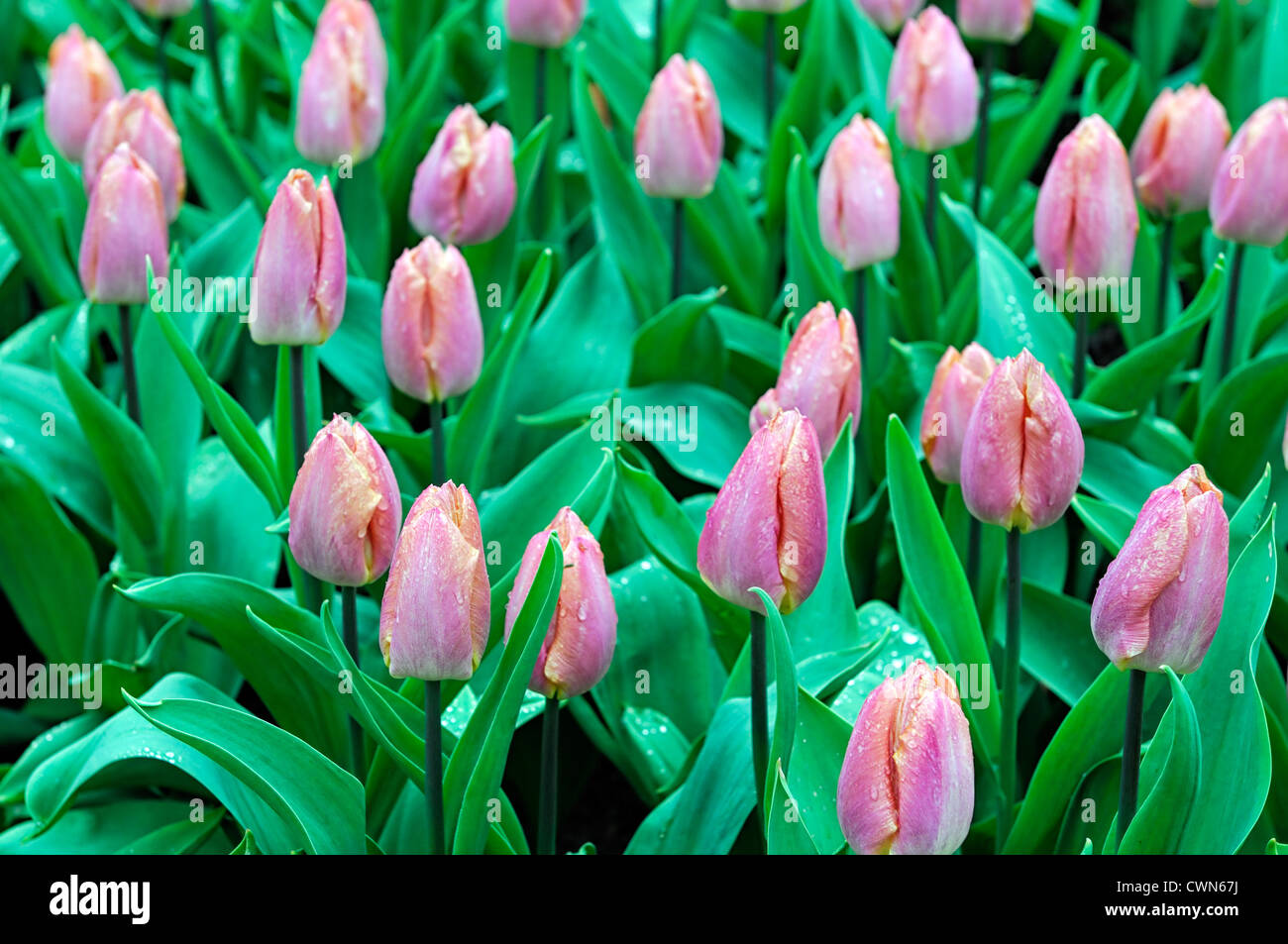 Tulipa prince saumon rose pâle au début unique jardin fleurs printemps tulipe jaune fleur fleurs couleur couleur lit Banque D'Images