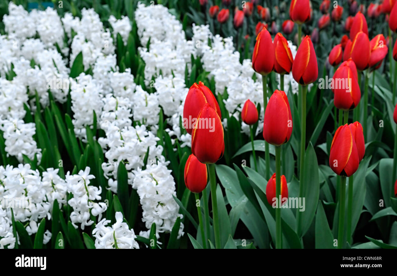 Tulipa tulipe rouge favoris mondes orientalis jacinthe blanche fleurs  jardin fleurs printemps aiolos darwin parfumés hybride Photo Stock - Alamy