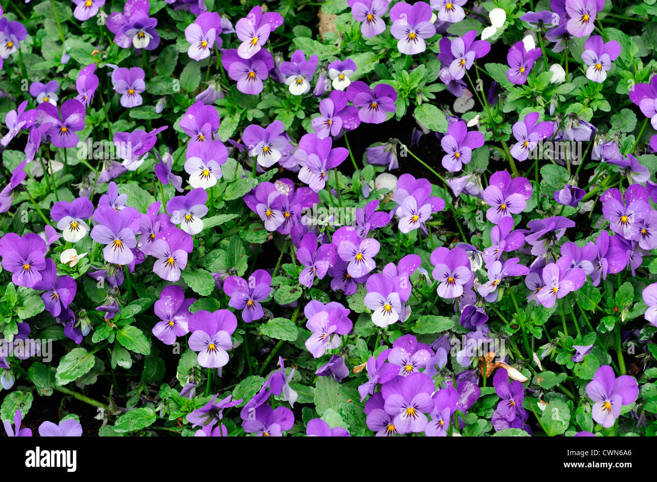Fleurs de Printemps violet violet Viola lit fleur vivace qui fleurit Photo  Stock - Alamy