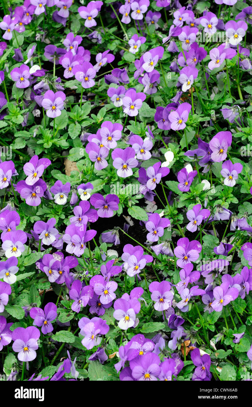 Fleurs de Printemps violet violet Viola lit fleur vivace qui fleurit Banque D'Images