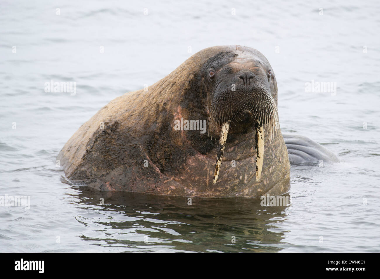 Le morse (Odobenus rosmarus), Monte Carlo, Banque D'Images