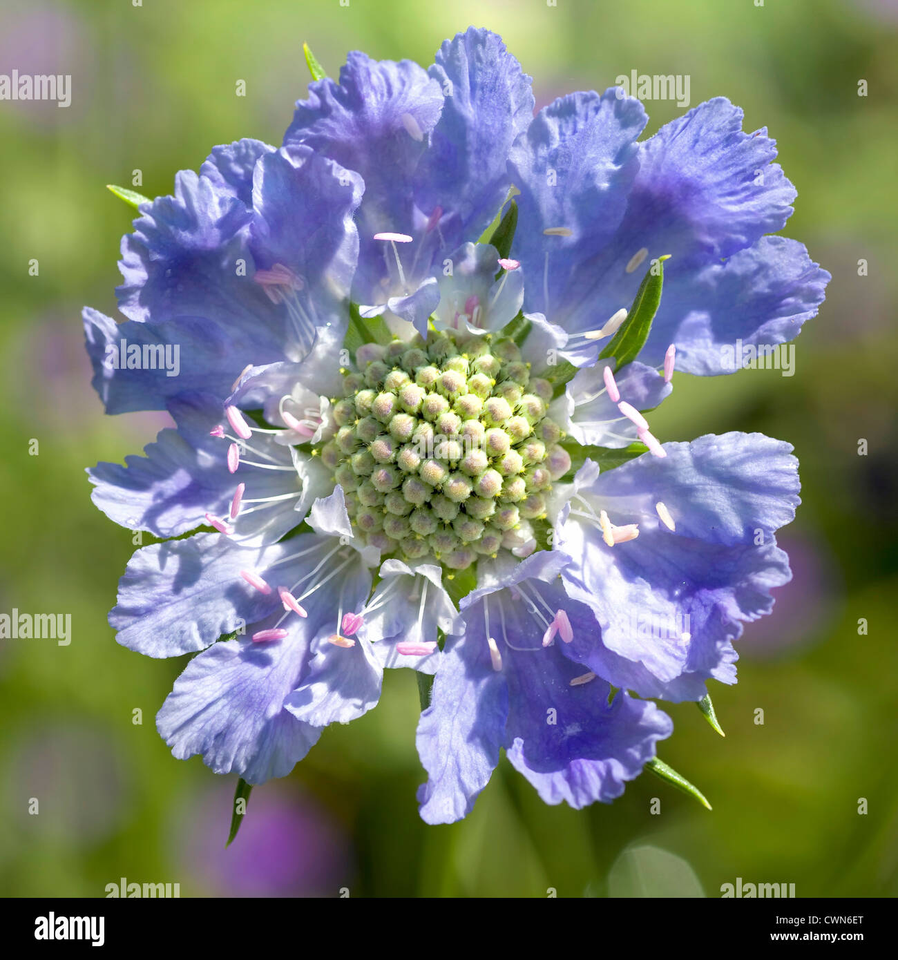 Un pincushion fleur, autrement connu comme scabiosa, poussant dans le jardin. Banque D'Images