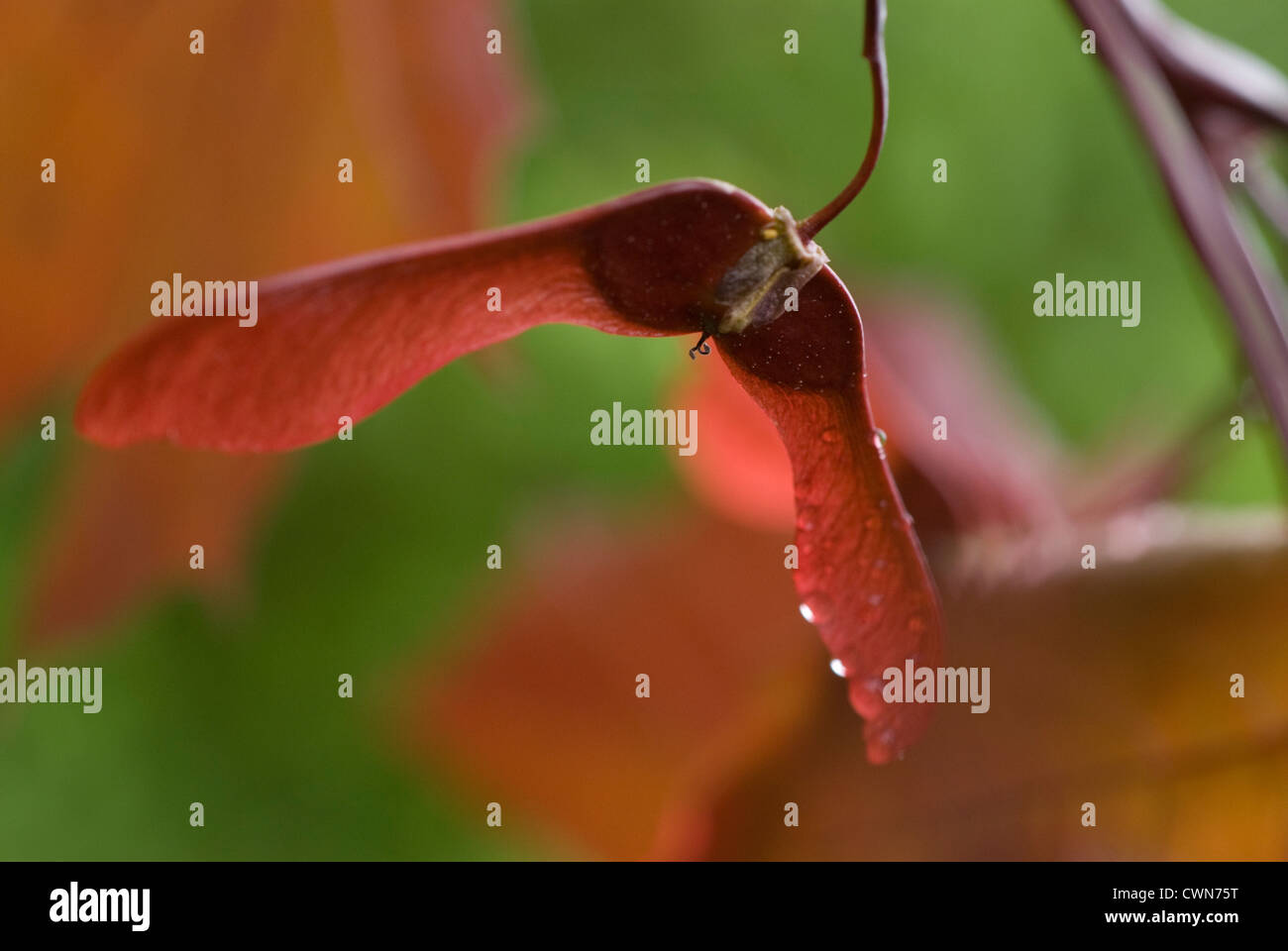 Acer platanoides 'Crimson King', l'Érable, l'érable rouge Banque D'Images