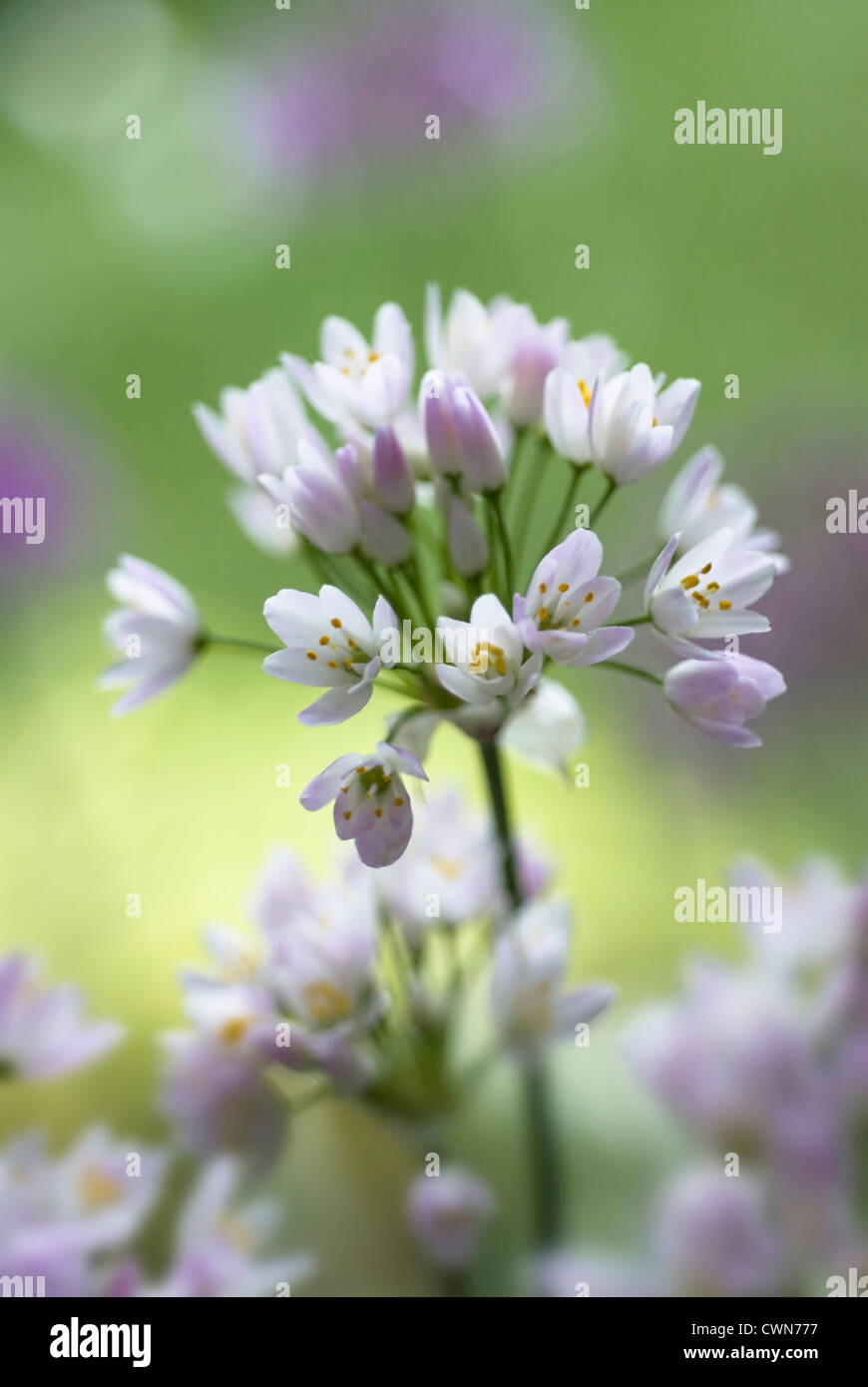 L'allium neapolitanum, Allium Banque D'Images