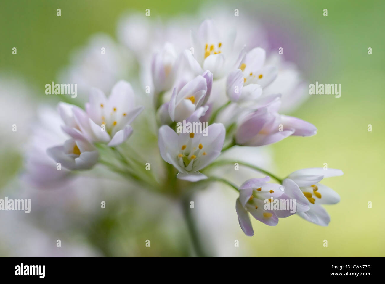 L'ail Allium neapolitanum, Naples, Close up de fleur blanche sur la tête d'oignon d'ornement. Banque D'Images