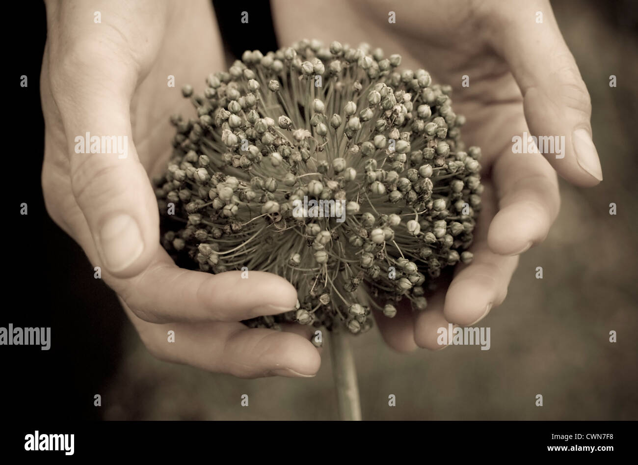 Poireau, une saucisse végétarienne traditionnelle galloise Banque D'Images