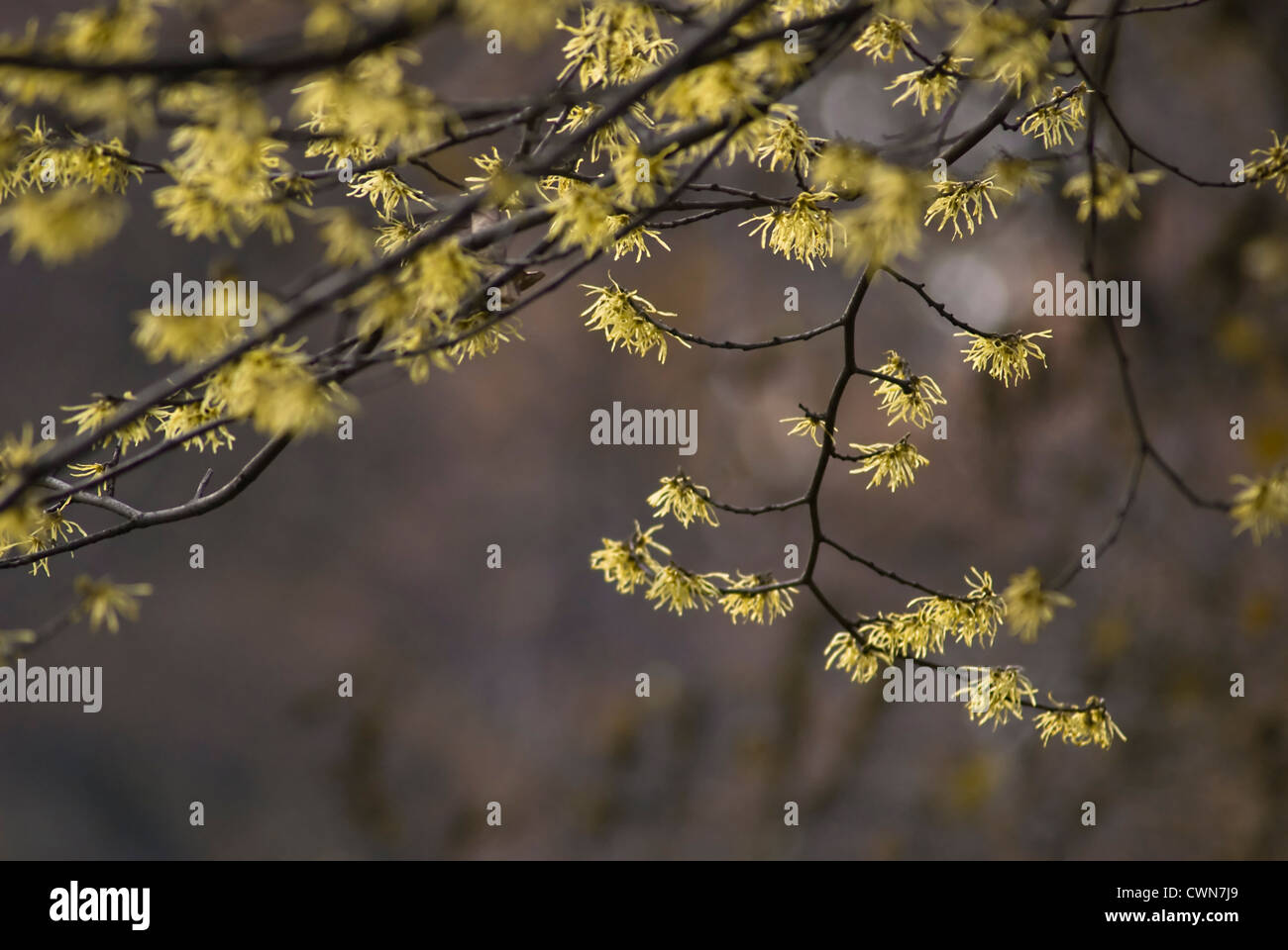 L'hamamélis, Hamamelis Banque D'Images