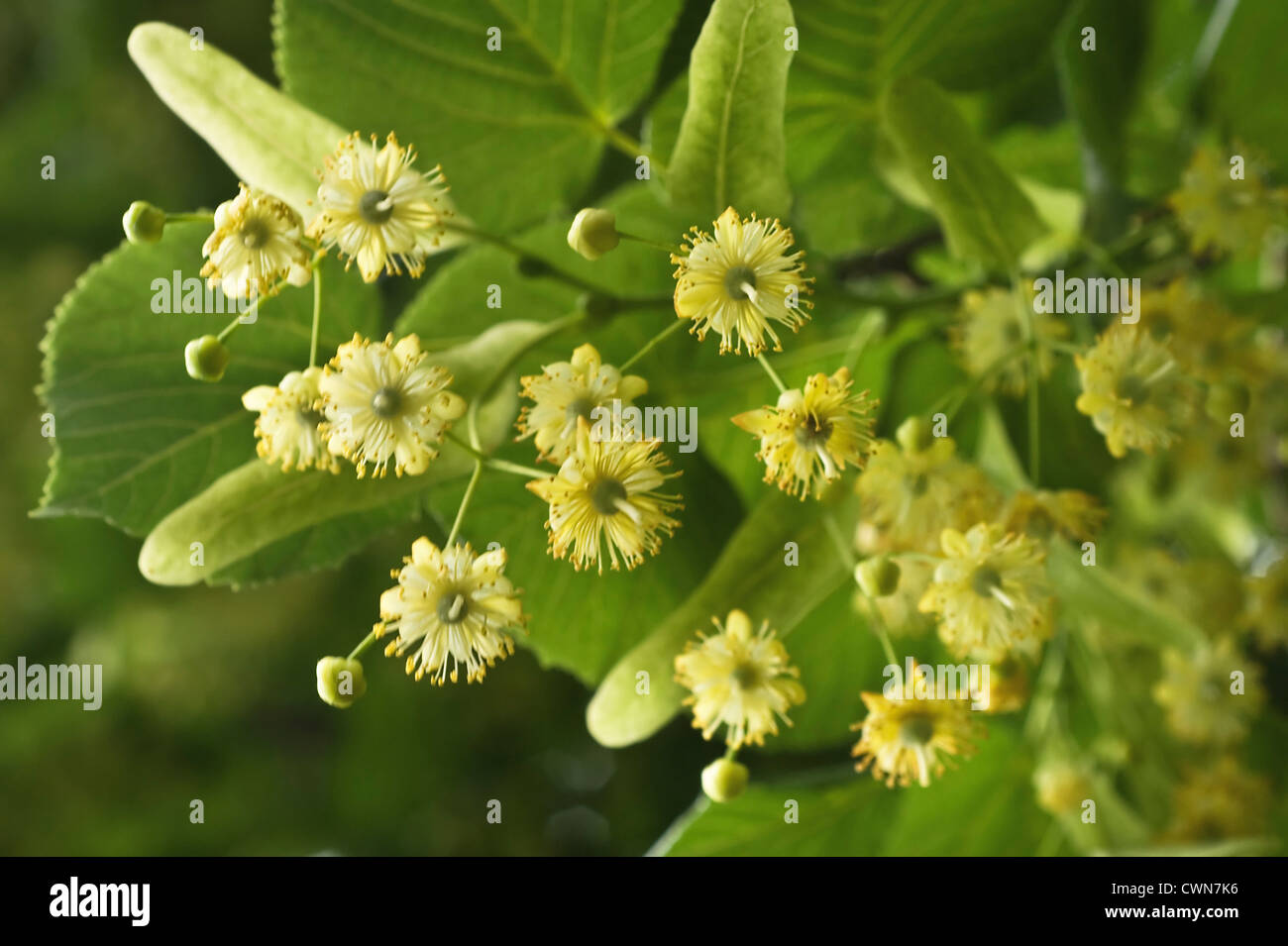 Tilia europea, Tilleul, tilleul avec des fleurs jaunes entre les feuilles vertes. Banque D'Images