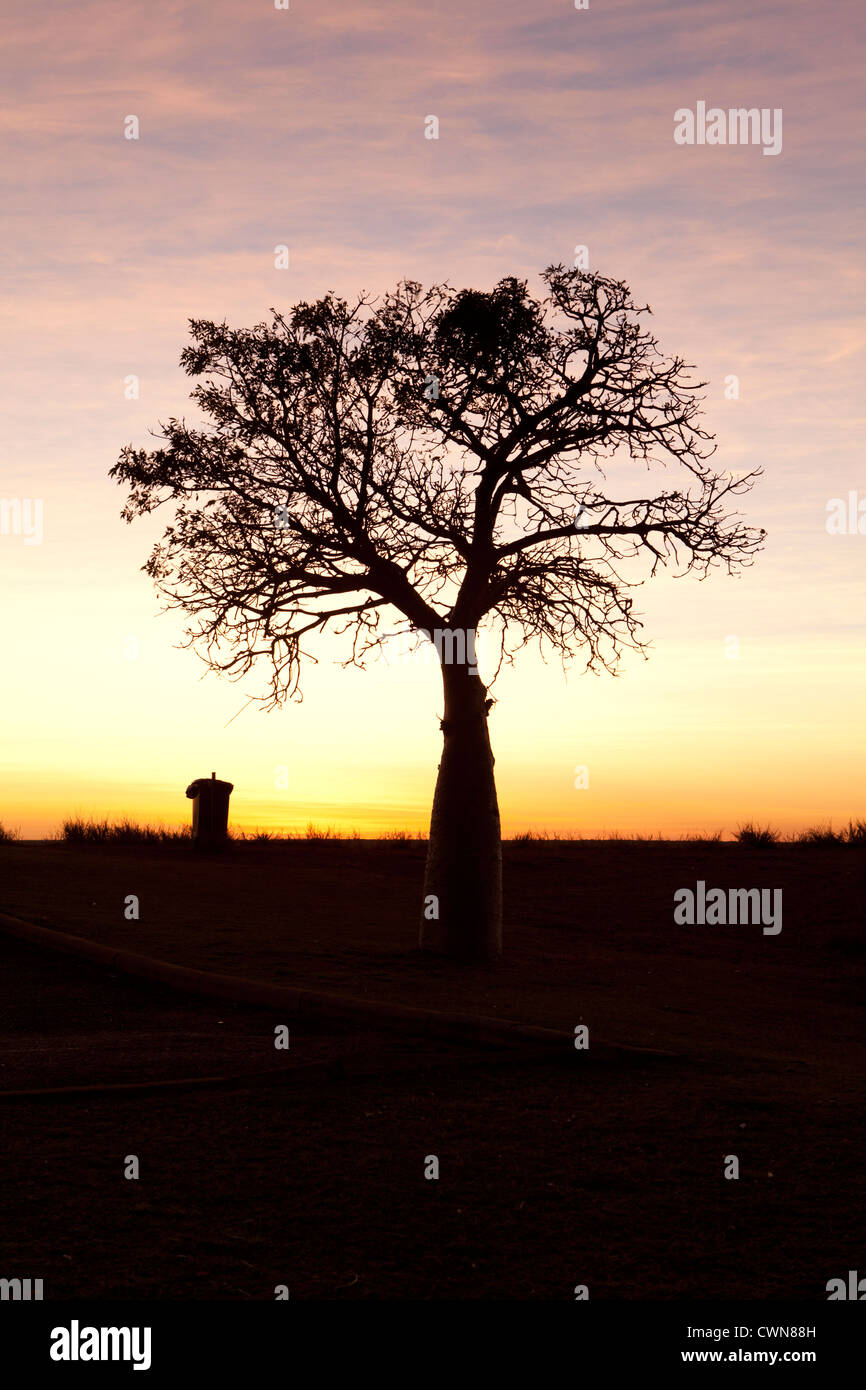 Boab tree à l'aube dans la région de Broome, Australie occidentale. Banque D'Images