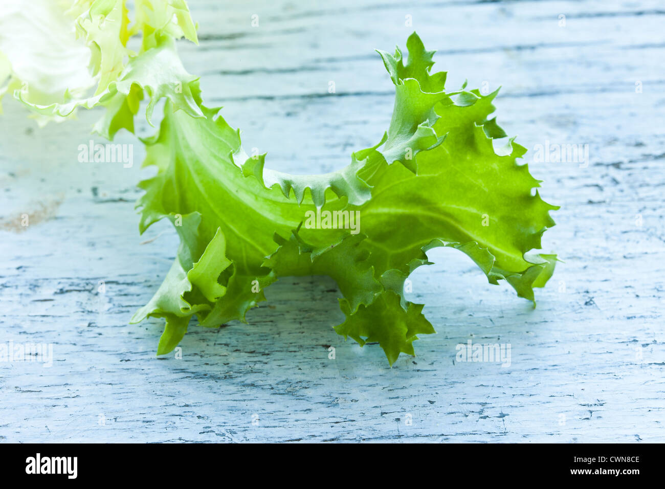 La laitue scarole, des légumes Banque D'Images