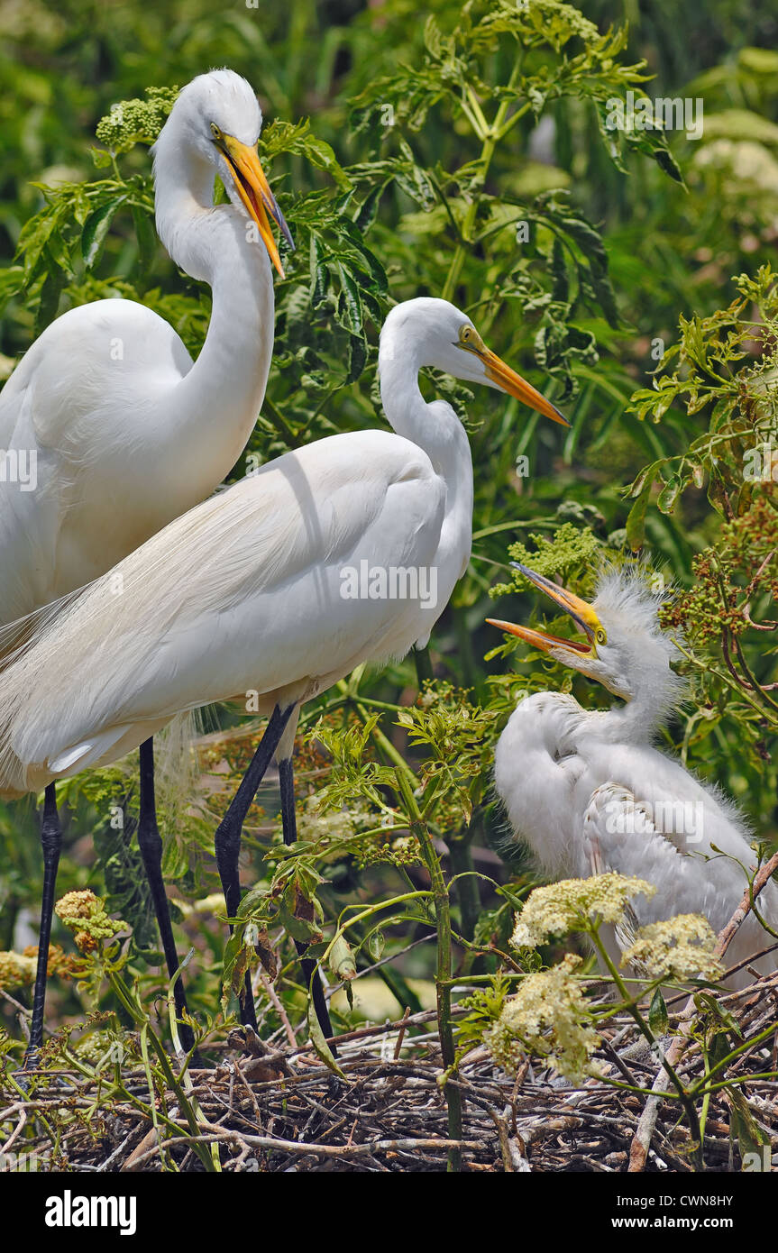 Famille de grand hérons dans leur nid dans NP Everglades, Floride, États-Unis d'Amérique Banque D'Images