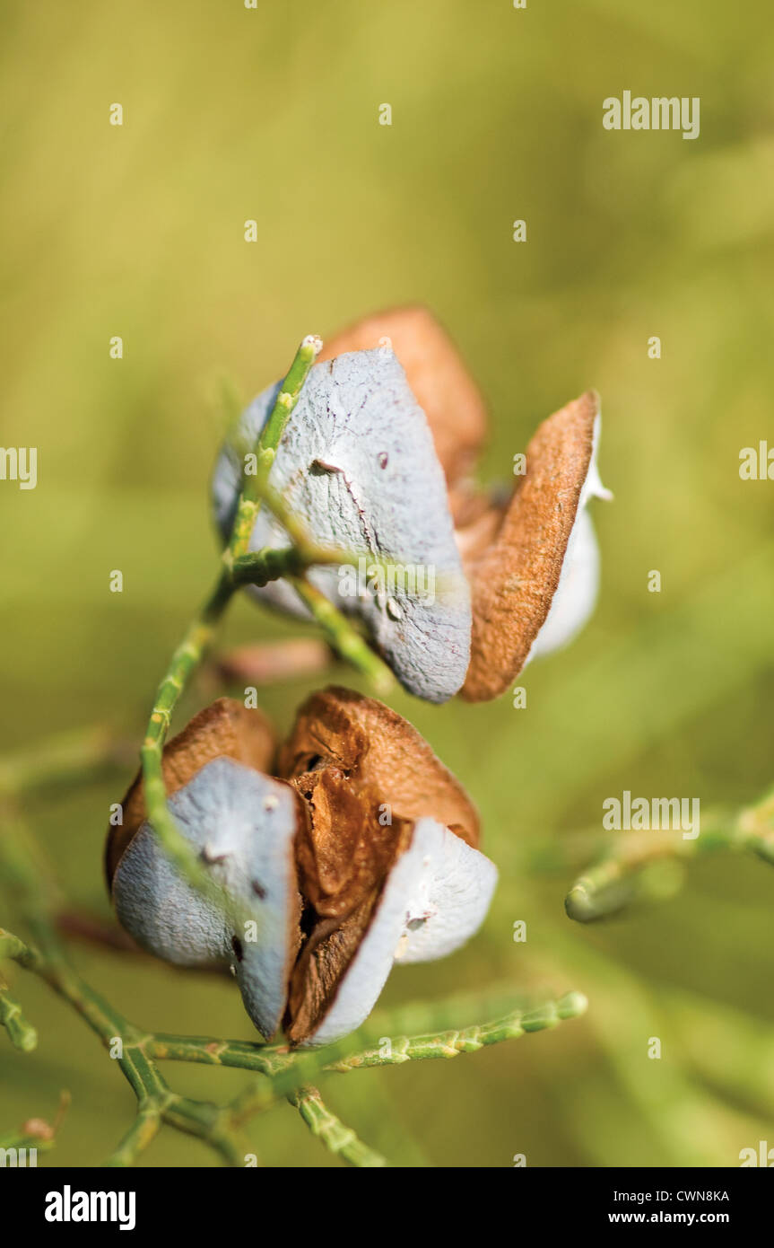Juniperus communis, Juniper Banque D'Images