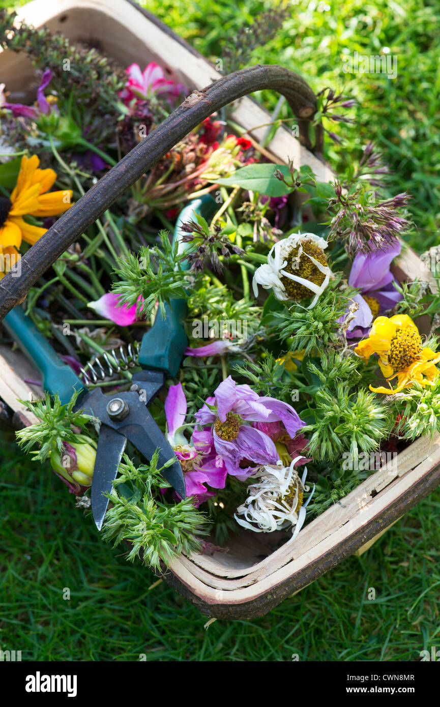 Fleurs isolé avec des sécateurs dans un trug en bois Banque D'Images