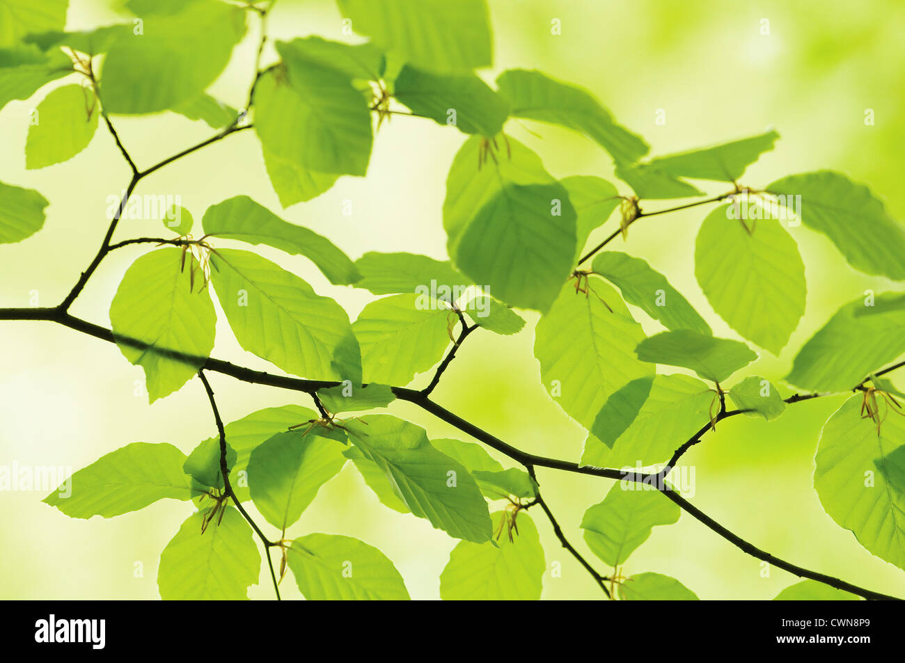 Fagus sylvatica, hêtre Banque D'Images