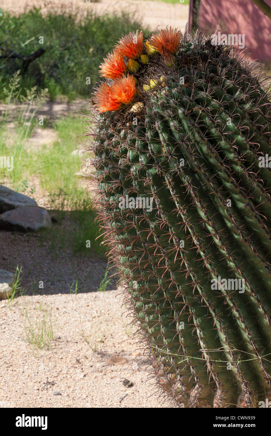 Arizona Barrel Cactus, Fishhook Cactus ou Candy Barrel Cactus, Ferocactus wislizeni, en fleur dans le désert de Sonoran, dans le sud de l'Arizona. Banque D'Images