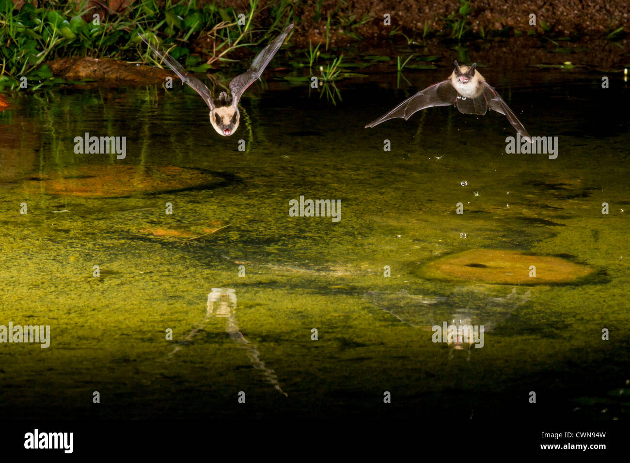 Deux Vesper chauves-souris à la nuit plongée à l'étang pour obtenir une boisson d'eau. Banque D'Images