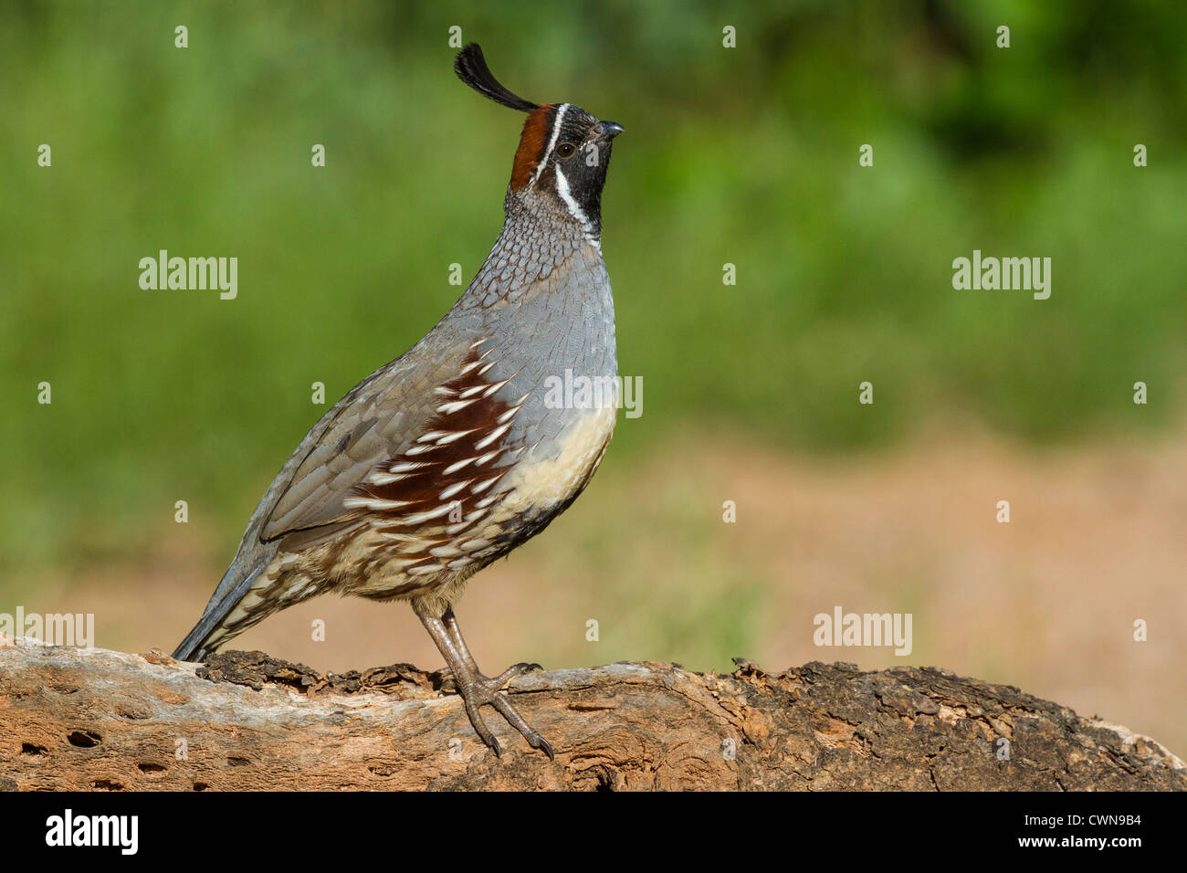 Gambel's Quail, Callipepla gambelii, dans le désert de Sonoran, dans le sud de l'Arizona. Banque D'Images