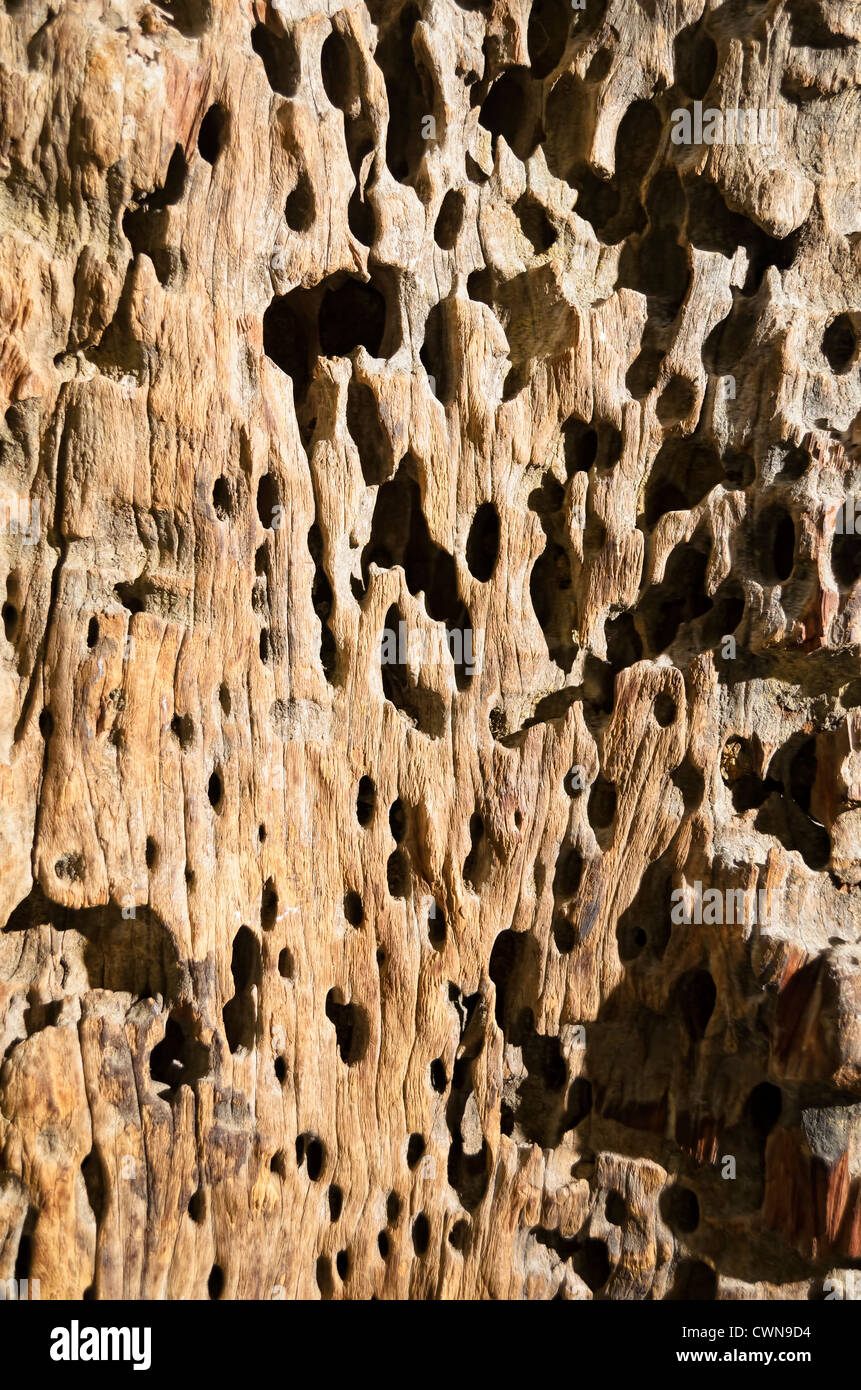 Libre de texture de bois endommagé termite Banque D'Images