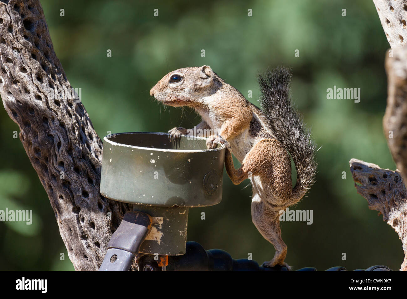 Écureuil à queue ronde, Xerospermophilus tereticaudus, mangeoire à oiseaux raude dans le désert de Sonoran, dans le sud de l'Arizona. Banque D'Images